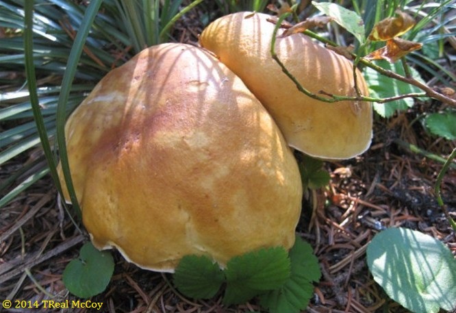 King Bolete (Boletus edulis)